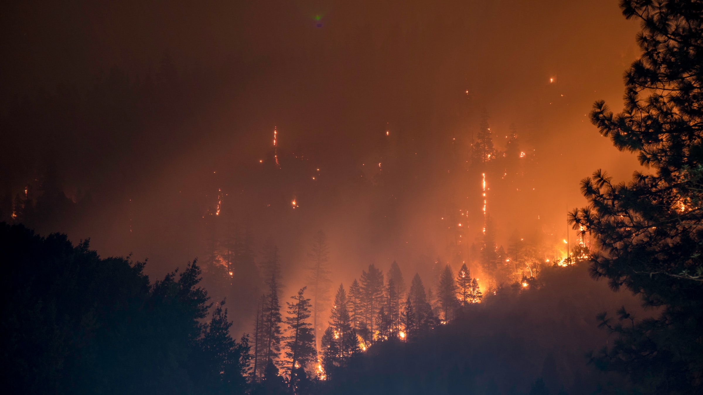 Forest fires image